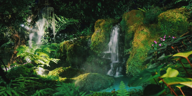 thailand-forest-1